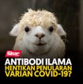 Antibodi Ilama hentikan penularan varian Covid-19?