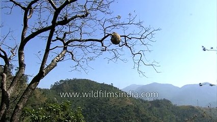 Help us identify this Tree Wasp species!