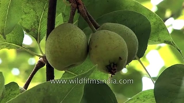 The famous Chinese pear in the hills of Uttarakhand