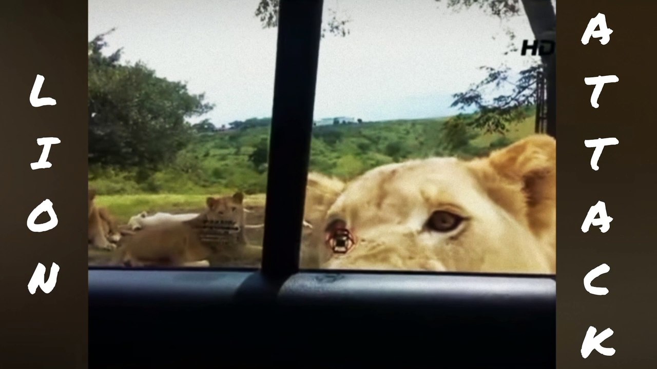 Lion Attack Car