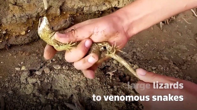 Tunisian YouTuber raises awareness about reptiles