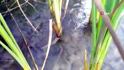 14 gölete 573 bin 500 adet sazan yavrusu bırakıldı