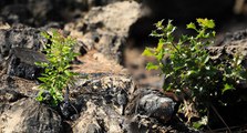 Yanan orman küllerinden doğuyor: 7 bitki türü filizlendi