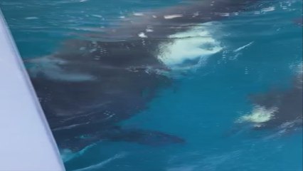 El "juego peligroso" de las orcas en aguas del Estrecho