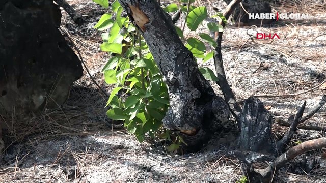 Günlerdir yanan ormanların içinde izliyorlar: Sırrını çözmeye çalışıyoruz
