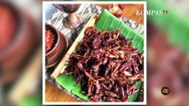 Cobain Belalang Goreng, Makanan Ekstrem dari Gunung Kidul