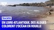 En Loire-Atlantique, des algues colorent l'océan en une teinte rougeâtre