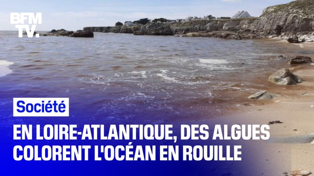 En Loire-Atlantique, des algues colorent l'océan en une teinte rougeâtre