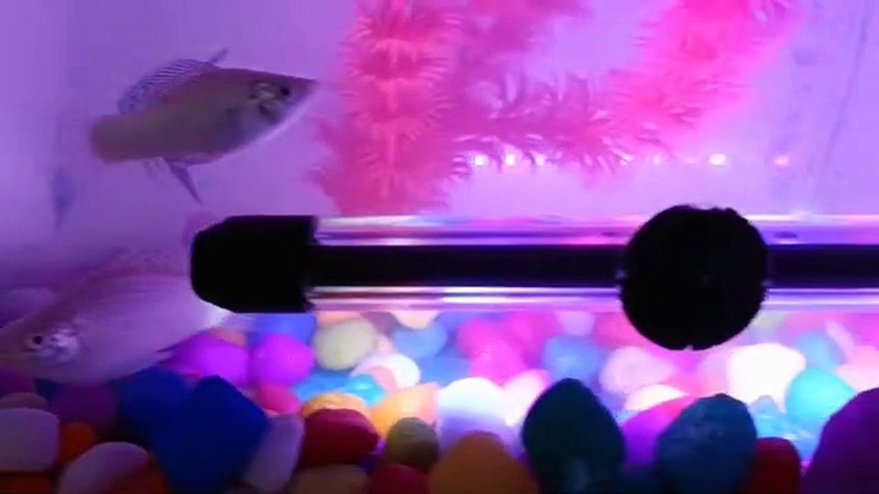 fish123