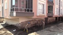 KASTAMONU - Bozkurt'taki sel felaketinin 14'üncü gününde çalışmalar aralıksız sürüyor