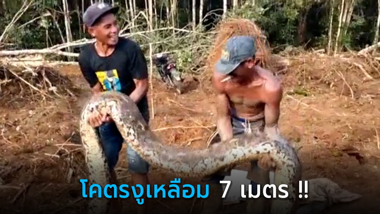 ฮือฮา ! จับโคตรงูเหลือมยักษ์ อวบอ้วนใหญ่เบิ้ม ต...