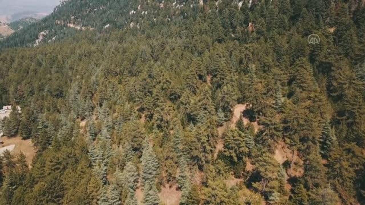 KAHRAMANMARAŞ - Doğu Akdeniz ve Güneydoğu Anadolu'da orman varlığı artıyor