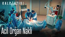 Acil organ nakli