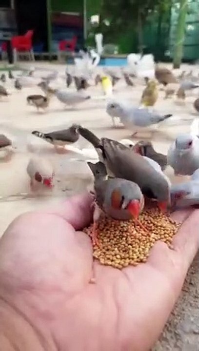 Subhanallah Beautiful Birds
