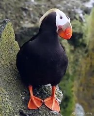 Beautiful Bird with Beautiful telawate Quran