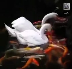 Beautiful Ducks Mashallah