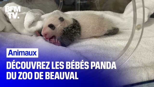 Découvrez les bébés pandas du Zoo de Beauval, trois semaines après leur naissance