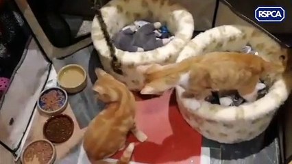 Blind Peterlee kittens hope to find their forever home