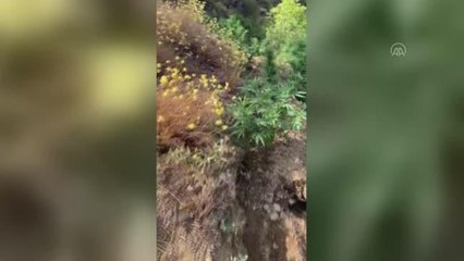 Dağlık araziye ekilmiş 457 kök Hint keneviri ele geçirildi