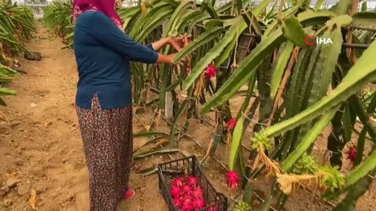 Girişimci ev hanımı iki yılda ürettiği ejder meyvesi ile yurt dışına açıldı