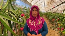 Girişimci ev hanımı iki yılda ürettiği ejder meyvesi ile yurt dışına açıldı
