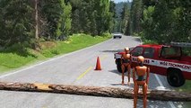 Cars vs Fallen Tree #2 – BeamNG.Drive