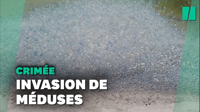Des milliers de méduses envahissent les plages de Crimée et font fuir les touristes