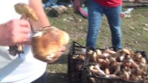 Sinop ormanlarında yetişen fesleğen ve yumurta mantarı köylülere ek gelir kapısı oldu