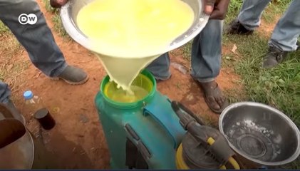 Minyak Mimba Alternatif Pestisida yang Ampuh Basmi Rayap di Mali