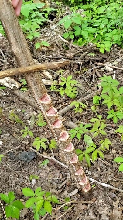 Man Tests Out Old Worm Calling Stick Technique