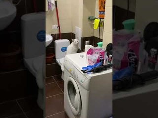 Noisy Kitty Bangs Away at Wall