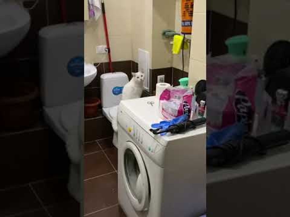 Noisy Kitty Bangs Away at Wall