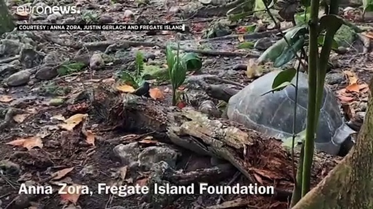 Von wegen Vegetarier... Riesenschildkröte jagt - und frisst Küken