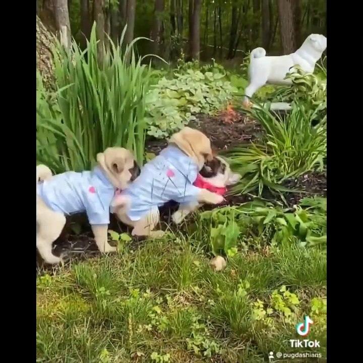 AWW SOO Cute and Funny Pug Puppies - Funniest Pug Ever #17