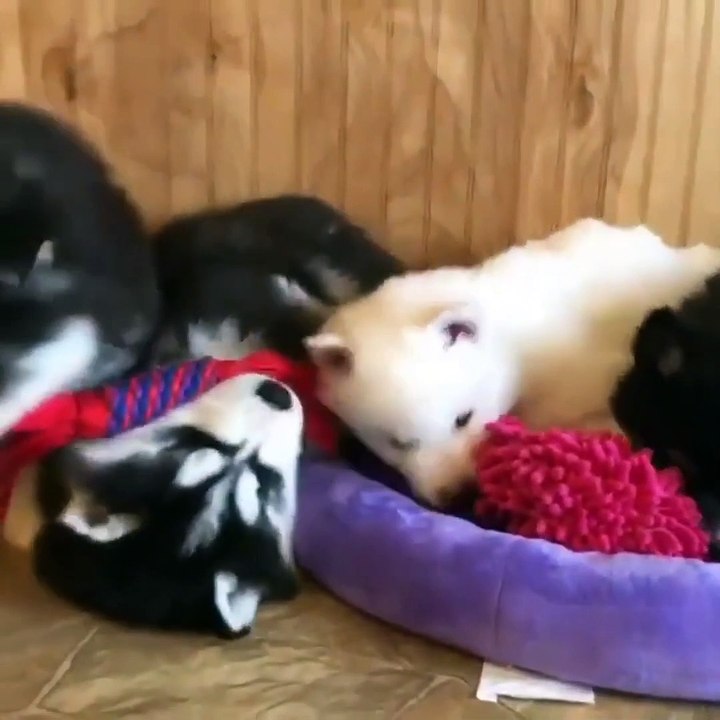 Funny And SOO Cute Husky Puppies Compilation #1...