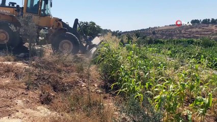 - İsrail güçleri Filistinlilere ait 10 bin metrekarelik tarım arazisine zarar verdi