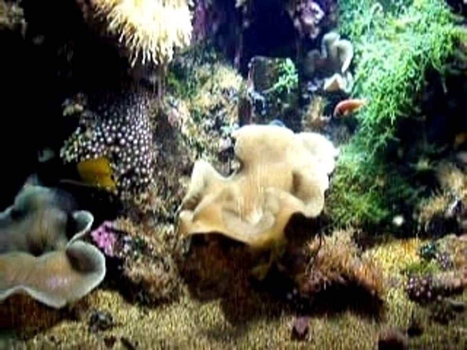 nausicaa