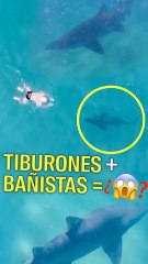 Tiburones desde el cielo