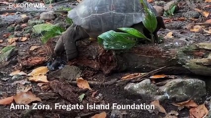 Tartaruga gigante caça ave