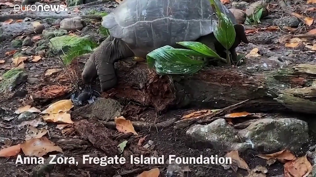 Tartaruga gigante caça ave