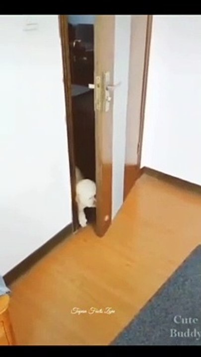 Cute cat funny video