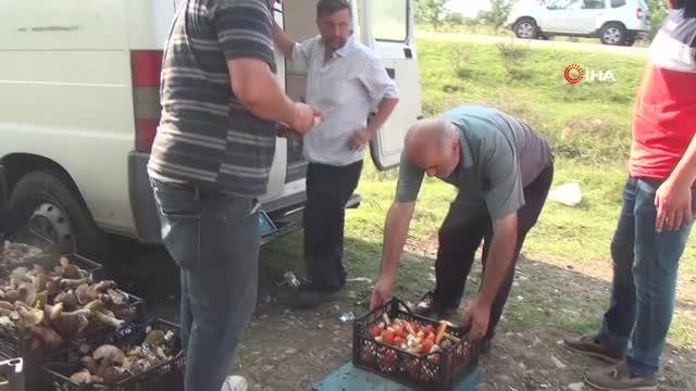 Sinop ormanlarında yetişen fesleğen ve yumurta mantarı köylülere ek gelir kapısı oldu