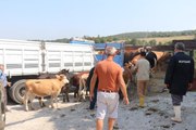 Kastamonu ve Sinop'ta sel felaketinden etkilenen çiftçilere 89 büyükbaş hayvan yardımı