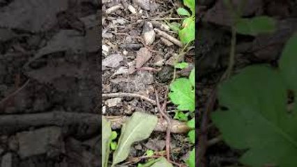 Man Tests Out Old Worm Calling Stick Technique