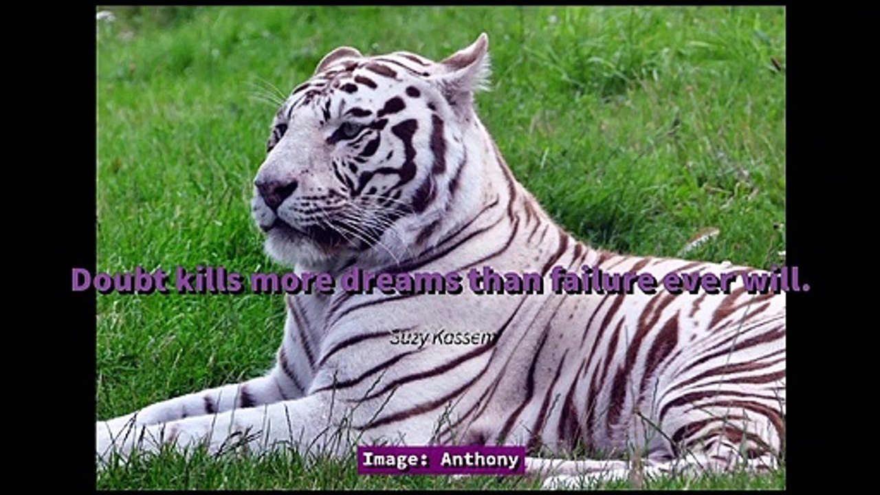Big Cats & Quotes - Motivation for your Day feat. Lions and Tigers