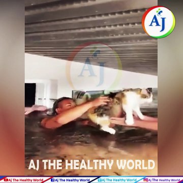 Cat Rescued From Flooded | USA Floods Situation | Rescuing Cats From The Flood Zone | News Update |