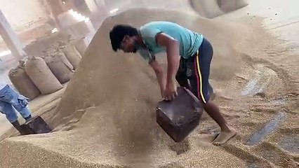 ग्वार माामूली मंदा, जीरा-ईसब सामान्य