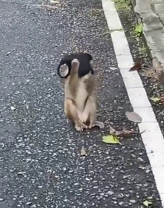 Ce singe porte mieux le masque que la plupart des humains