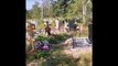 Un invité insolite au cimetière... gros ours
