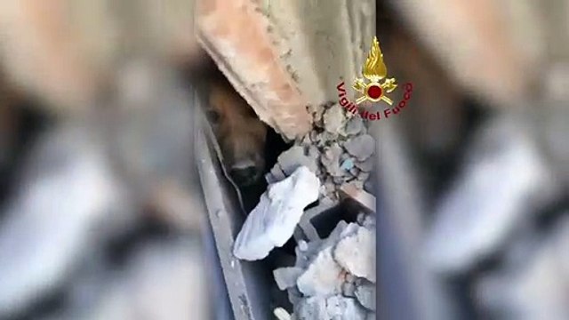 Crollo Torino, dopo 30 ore ritrovato vivo il cane Ettore. Il cucciolo torna dalla sua famiglia